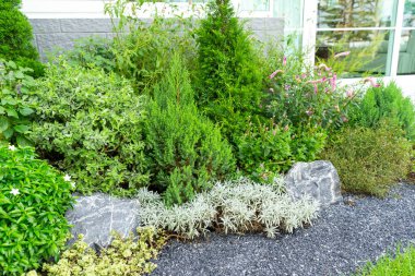 farklı bitkilerden yeşil çalılar ve çimlerde çiçekler