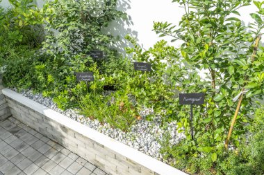 Güzel botanik fotoğrafı, doğal duvar kağıdı.