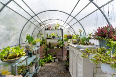 Serada çiçekler ve bitkiler.