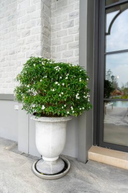 Bahçedeki güzel çiçekler