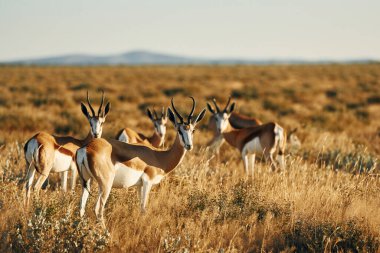 Anthelope 'lerin çoğu Afrika' daki vahşi doğada..