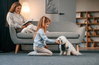 Yan görüş. Kız evcil hayvanıyla oynuyor. Anne ve kızı evde Malta köpeğiyle birlikte..