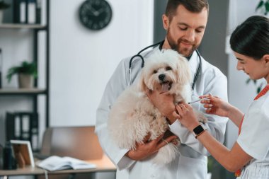 Kadın iğne yapıyor. Erkek ve kadın doktorlar klinikte Malta 'lı köpekle ilgileniyorlar..
