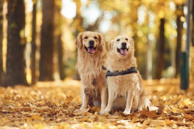 Sitting on the ground. Two labrador retrievers are together in the forest at autumn season daytime. clipart