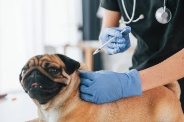 Puşt herif. Pug, siyah elbiseli veterinerle kuaförde..