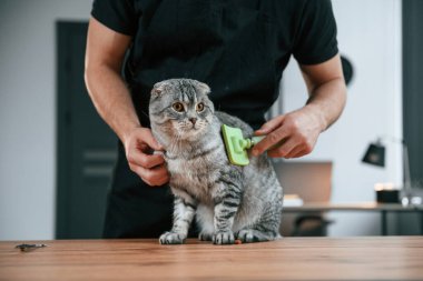 Kürkü fırçalıyorum. Gri tekir kediyi içeri tıkıyor..