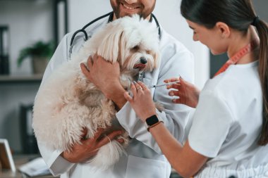Kadın iğne yapıyor. Erkek ve kadın doktorlar klinikte Malta 'lı köpekle ilgileniyorlar..