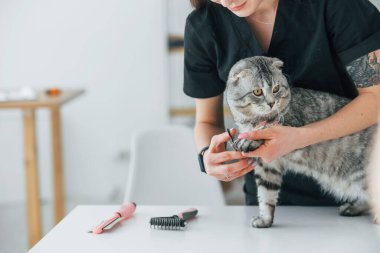 Tırnakları temiz. İskoç kedisi kadın veterinerle birlikte kuaförde..