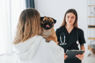 Sahibi köpeği tut. Pug, siyah elbiseli veterinerle kuaförde..