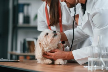 Erkek ve kadın doktorlar klinikte Malta 'lı köpekle ilgileniyorlar.