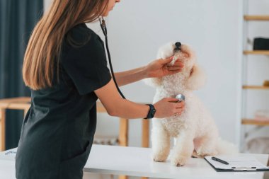 Kadın steteskop kullanıyor. Küçük şirin köpek veteriner kliniğinde..