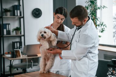 Steteskopla. Erkek ve kadın doktorlar klinikte Malta 'lı köpekle ilgileniyorlar..