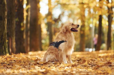 Yerde oturuyordum. Tatlı köpek güpegündüz sonbahar ormanında açıktadır..