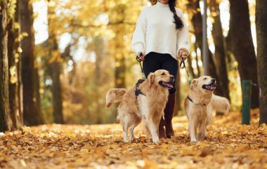 Aşağıdan bak. Sonbahar ormanında iki köpeğiyle yürüyüşe çıkmış bir kadın..