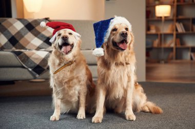 Noel Baba şapkalarıyla. İki Golden Retriever iç mekanda birlikte..