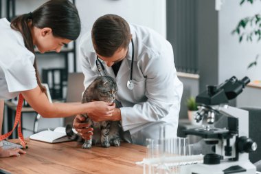 Test tüpleriyle birlikte masanın üzerinde. Erkek ve kadın doktorlar klinikte İskoç katlı gri tekir kediyle ilgileniyorlar..