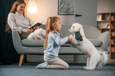 Kız yerde oturuyor ve evcil hayvanla oynuyor. Anne ve kızı evde Malta köpeğiyle birlikte..