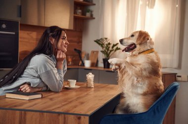 Masada otururken numaralar yapıyor. Kadın Golden Retriever köpeğiyle evde..