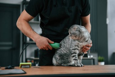 Saç kesme makinesiyle saç kesiyor. Gri tekir kediyi içeri tıkıyor..