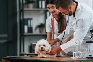 Steteskop kullanıyorum. Erkek ve kadın doktorlar klinikte Malta 'lı köpekle ilgileniyorlar..