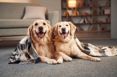 Yere uzanıyordu. İki Golden Retriever iç mekanda birlikte..