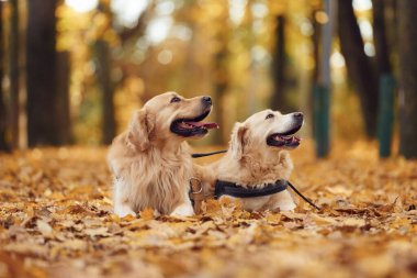 Two labrador retrievers are together in the forest at autumn season daytime. clipart