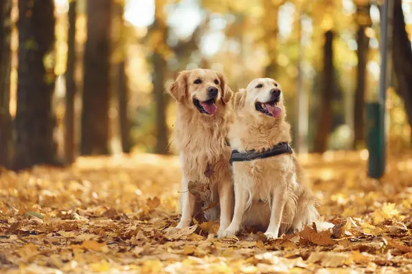 Yerde oturuyordum. İki labrador avcısı güz mevsiminde güz mevsiminde ormanda beraberdirler..
