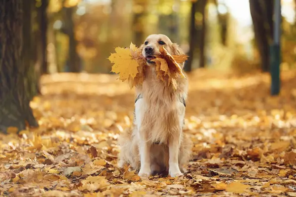 Tatlı köpek güpegündüz sonbahar ormanında açıktadır. Ağzında sarı yapraklarla.