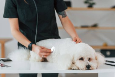Steteskop kullanıyorum. Küçük şirin köpek veteriner kliniğinde..