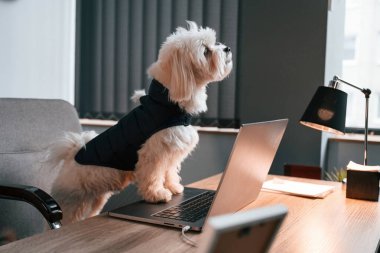 Malta köpeği ofiste dizüstü bilgisayarla masanın yanında oturuyor..