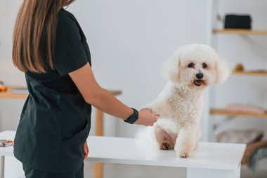 Pençeyi tutuyorum. Şirin küçük köpek bakım stüdyosunda..