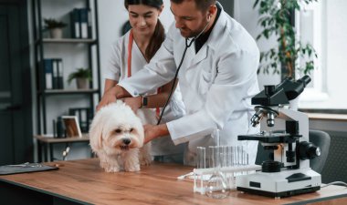 Steteskopla. Erkek ve kadın doktorlar klinikte Malta 'lı köpekle ilgileniyorlar..