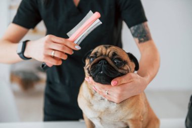 Saçını temizlemek için fırça kullanıyor. Pug, siyah elbiseli veterinerle kuaförde..