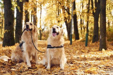 Tasmayı tutuyorum. İki labrador avcısı güz mevsiminde güz mevsiminde ormanda beraberdirler..