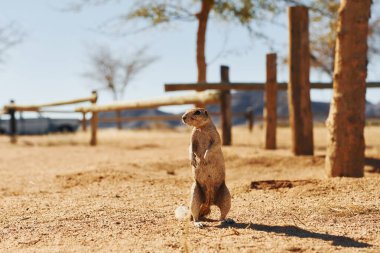 Küçük köstebeğin dışarıdaki görüntüsünü kapat..