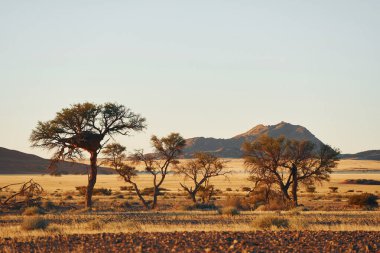 Güzel ağaçlar. Afrika çölündeki muhteşem manzaraların görkemli manzarası.