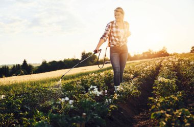 Patates serpmek için ekipman kullanıyorlar. Gündüz vakti tarımda bir kadın var..