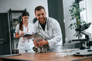 Test tüpleriyle birlikte masanın üzerinde. Erkek ve kadın doktorlar klinikte İskoç katlı gri tekir kediyle ilgileniyorlar..