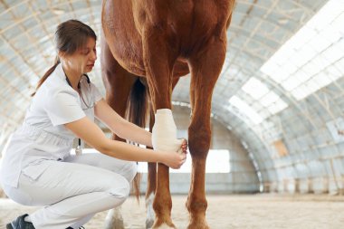 Dizinde yara bandı var. Beyaz önlüklü kadın doktor ahırda atıyla birlikte..