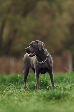 Yeşil çimlerin üzerinde duruyor. Yazın açık havada yürüyüş yapan kısa siyah kürklü bir köpeğin portresi..