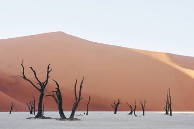 Ölü ağaçları olan ünlü turistik bir yer. Afrika çölündeki muhteşem manzaraların görkemli manzarası.