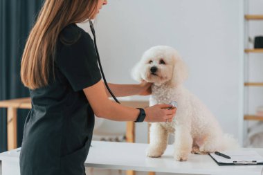 Kadın steteskop kullanıyor. Küçük şirin köpek veteriner kliniğinde..