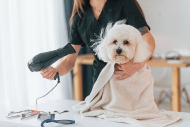 Ön manzara. Şirin küçük köpek bakım stüdyosunda..