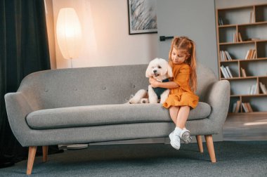 Sevimli hayvan kanepede. Küçük kız evde Malta köpeğiyle birlikte..