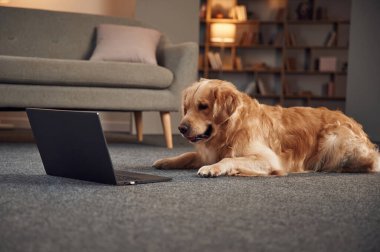 Dizüstü bilgisayarın yanında oturuyor. Golden Retriever iç mekanda..