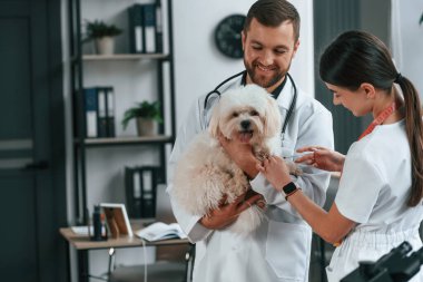 Kadın iğne yapıyor. Erkek ve kadın doktorlar klinikte Malta 'lı köpekle ilgileniyorlar..