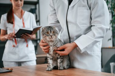 Erkek ve kadın doktorlar klinikte İskoç katlı gri tekir kediyle ilgileniyorlar..