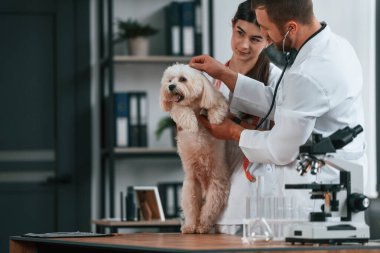 Steteskop kullanıyorum. Erkek ve kadın doktorlar klinikte Malta 'lı köpekle ilgileniyorlar..