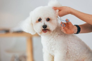 Kabarık saç kesimi. Şirin küçük köpek bakım stüdyosunda..