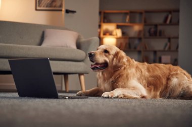 Dizüstü bilgisayarın yanında oturuyor. Golden Retriever iç mekanda..